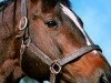 stallion Treboro xx (Thoroughbred, 1979, from Roberto xx)