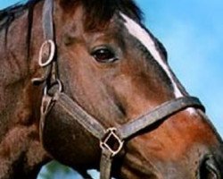 stallion Treboro xx (Thoroughbred, 1979, from Roberto xx)