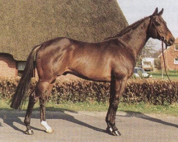 stallion Cuvee Charlie xx (Thoroughbred, 1984, from Treboro xx)