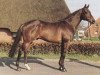 stallion Cuvee Charlie xx (Thoroughbred, 1984, from Treboro xx)