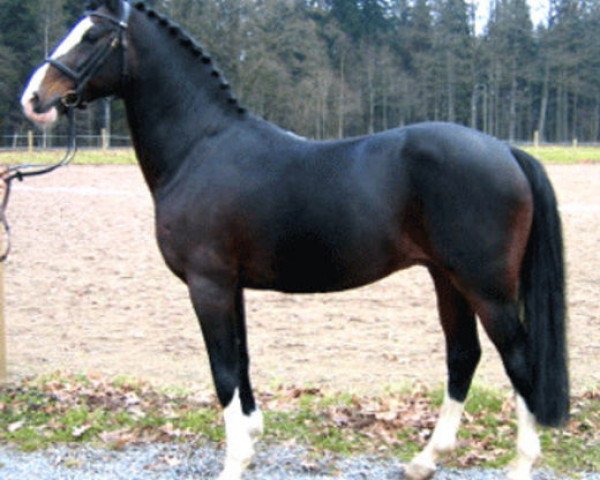 stallion Top Nordpol (German Riding Pony, 1990, from Nantano)