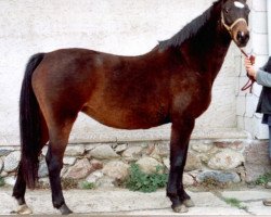 broodmare Gaza (Hanoverian, 1989, from Gelria)