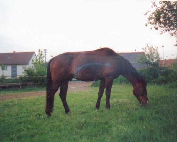 Pferd Junior (Württemberger, 1994, von Jurist)