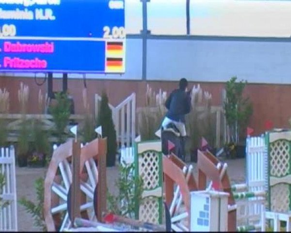 jumper Flaminia N.R. (German Warmblood, 2005, from Falano N.R.)
