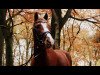 horse Dr. Doolitle (Rhinelander, 2010, from Arts-Dancer-Boy)