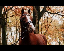 horse Dr. Doolitle (Rhinelander, 2010, from Arts-Dancer-Boy)