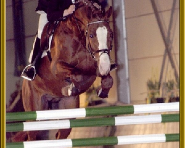 stallion Acorath (Oldenburg, 1997, from Argentinus)