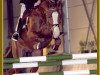 stallion Acorath (Oldenburg, 1997, from Argentinus)