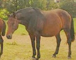 broodmare Acolonia (Holsteiner, 1986, from Lenz)