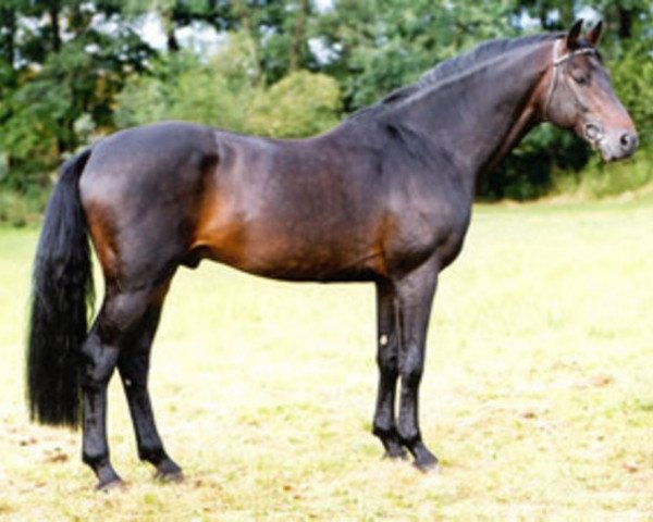 stallion Corea (Holsteiner, 1991, from Cor de la Bryère)