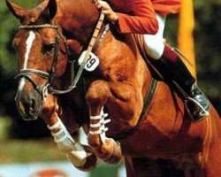 stallion Calipso (Holsteiner, 1978, from Calypso I)