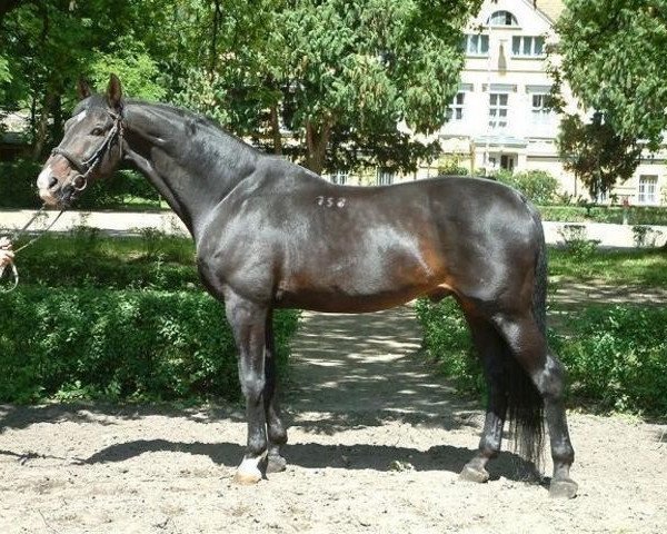 stallion Czad (Polish Warmblood, 1986, from Dido)