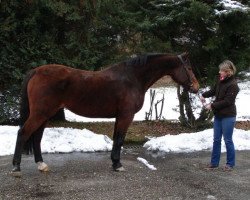 broodmare Dakota III (Holsteiner, 1989, from Landgraf I)