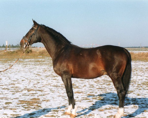 stallion Dux (Hanoverian, 1975, from Domspatz)