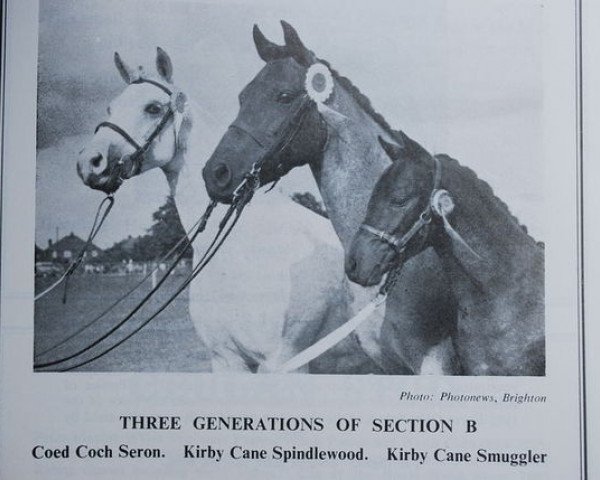 Zuchtstute Coed Coch Seron (Welsh Pony (Sek.B), 1947, von Tan-Y-Bwlch Berwyn)