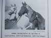 Zuchtstute Coed Coch Seron (Welsh Pony (Sek.B), 1947, von Tan-Y-Bwlch Berwyn)