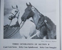 broodmare Coed Coch Seron (Welsh-Pony (Section B), 1947, from Tan-Y-Bwlch Berwyn)