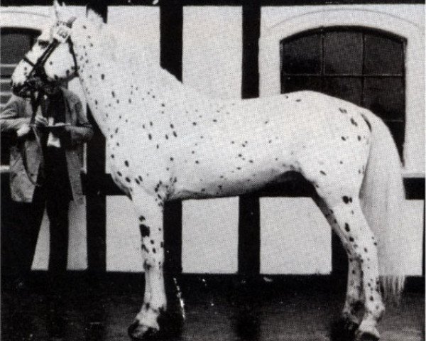 stallion Molro af Thorsager (Knabstrupper, 1962, from Rollo af Rostrup)