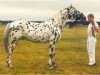 stallion Niro af Thorsager (Knabstrupper, 1977, from Molro af Thorsager)