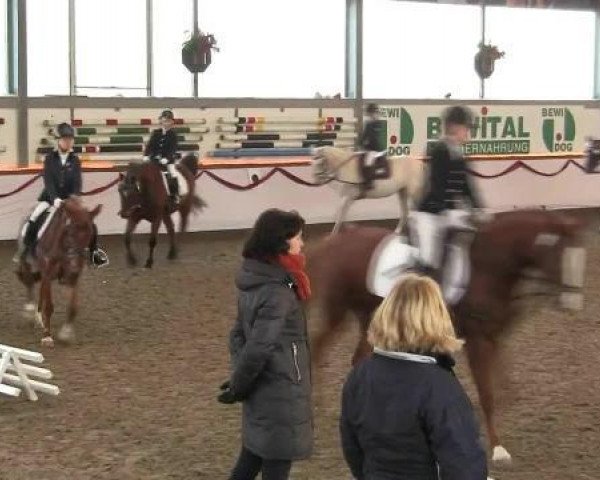 jumper Lucky Boy (German Riding Pony, 1996, from Lucky Strike)