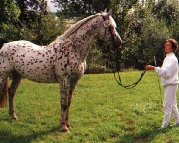 stallion Silver af Egely (Knabstrupper, 1982, from Niro af Thorsager)
