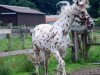 stallion Chameur vom Nordstern (Knabstrupper, 1994, from Silver af Egely)