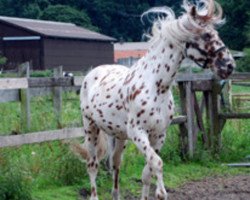 stallion Chameur vom Nordstern (Knabstrupper, 1994, from Silver af Egely)