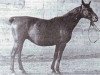broodmare Polyn 118 (Trakehner, 1943, from Creon)