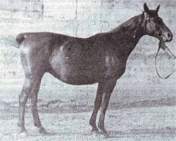 broodmare Polyn 118 (Trakehner, 1943, from Creon)