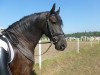 dressage horse James vom Messeberg (Friese, 2003, from Nanning 374)