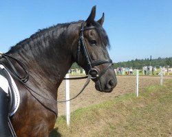 dressage horse James vom Messeberg (Friese, 2003, from Nanning 374)