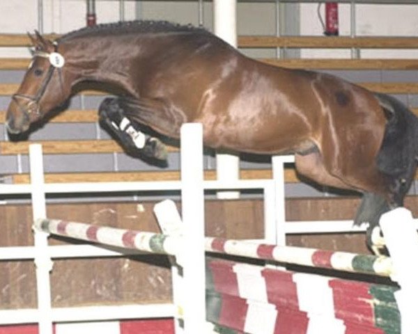 stallion Eldino (Holsteiner, 1998, from Exorbitant xx)