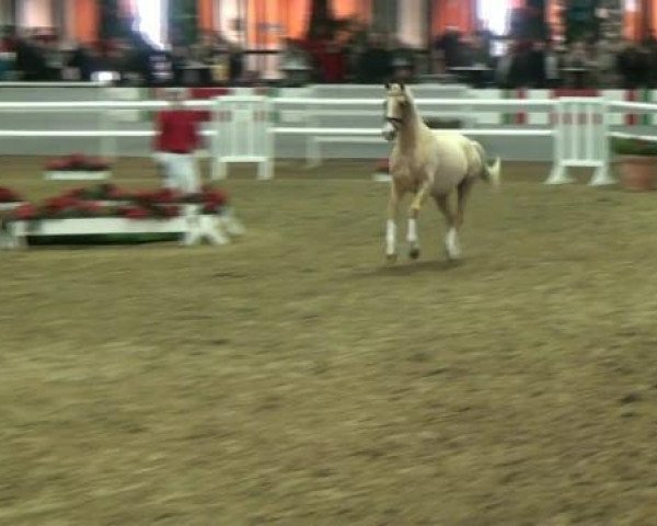 stallion Veneziano (German Riding Pony, 2010, from Vincent)