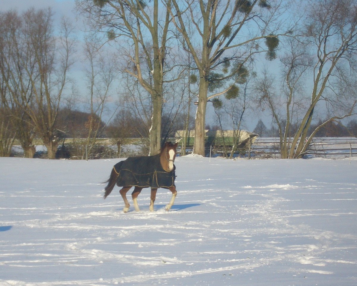 dressage horse Roadster H (Westphalian, 1992, from Royal Angelo I)