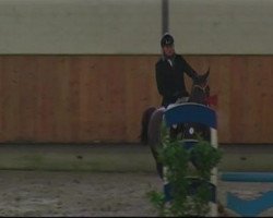 Springpferd Qualido L (Rheinländer, 2005, von Quidam's Rubin)