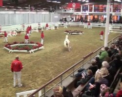 Dressurpferd Hengst von FS Champion de Luxe (Deutsches Reitpony, 2010, von FS Champion de Luxe)