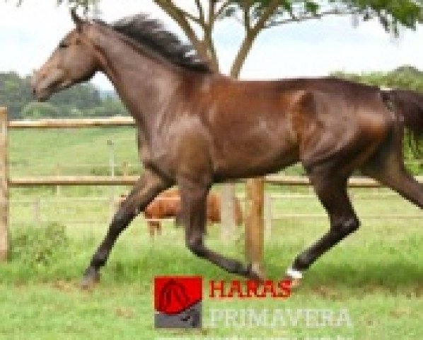 broodmare X-Tra GMS (Brazilian horse, 2004, from Diamant de Semilly)
