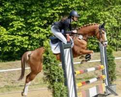 jumper Rock Paul (German Riding Pony, 2017, from Rob Roy van Het Klavertje)