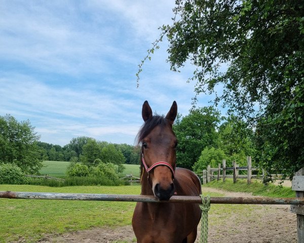 horse Malou (Hanoverian, 2019, from Mootje)