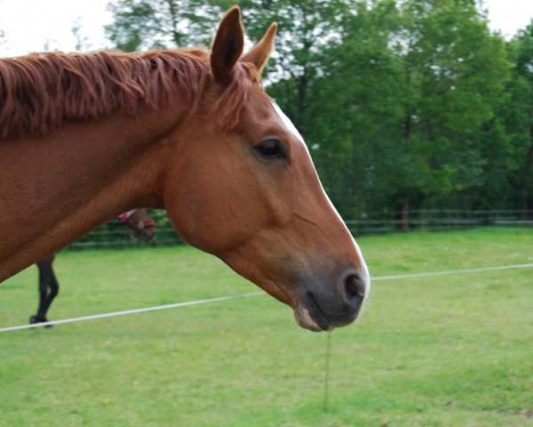 dressage horse Gigant 300 (Trakehner, 2005)