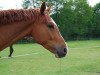 dressage horse Gigant 300 (Trakehner, 2005)