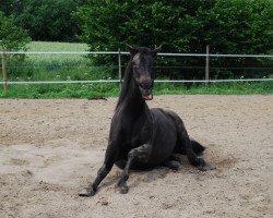 broodmare Tai-Peh (Trakehner, 1984, from Hartenstein)