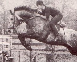 stallion Oldenburg (Oldenburg, 1973, from Inschallah AA)