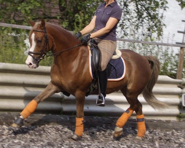 dressage horse Gumminase (German Riding Pony, 2003, from Dornik-Double)