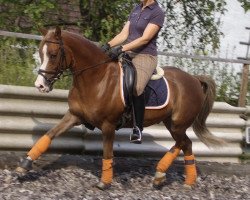 dressage horse Gumminase (German Riding Pony, 2003, from Dornik-Double)