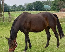 broodmare Tiara V (Trakehner, 2004, from Caprimond)