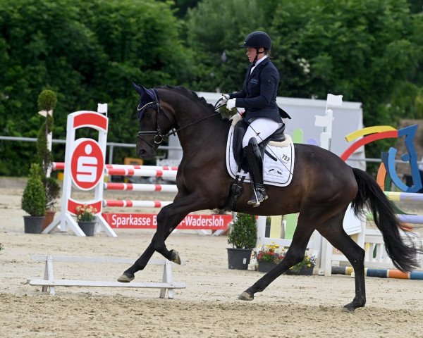 broodmare Santa Indira (Trakehner, 2019, from Ivanhoe)