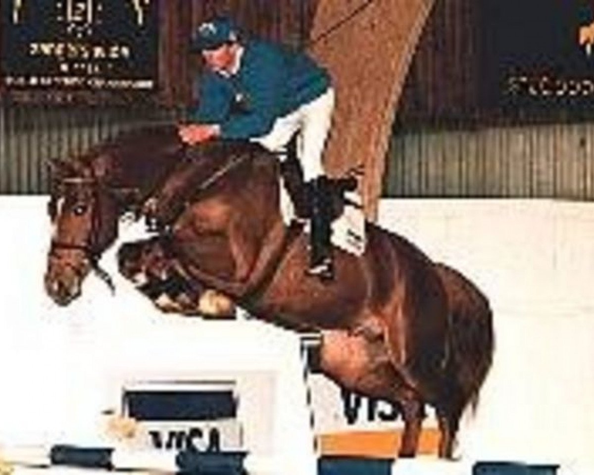 Deckhengst Duc De Moyon Z (Selle Français, 1991, von Laudanum xx)