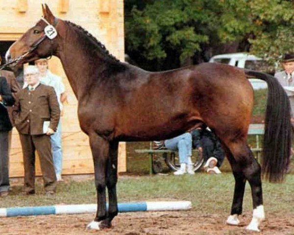 stallion Lauritz J (Holsteiner, 1986, from Lorenz)
