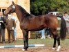 stallion Lauritz J (Holsteiner, 1986, from Lorenz)